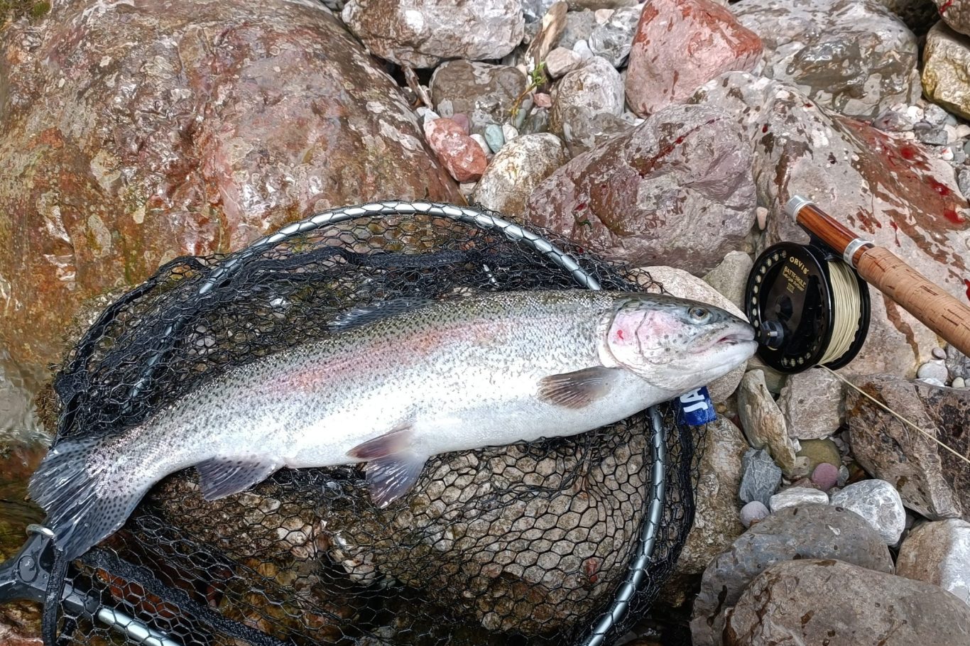 Trout - Königsseer Ache - Germany